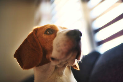 Close-up of dog looking away