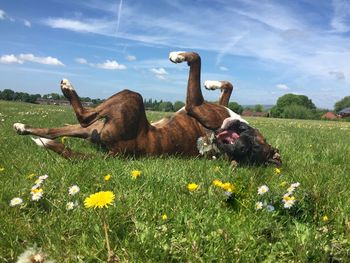 Dog lying on field against sky