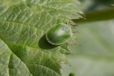 Close-up of insect on leaf