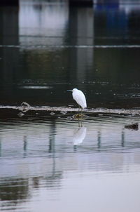 White duck in a lake