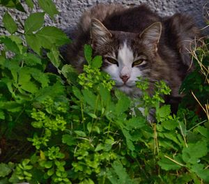 Close-up of cat by plants