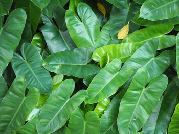 Full frame shot of green leaves