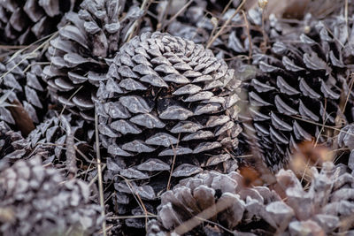 Close-up of pine cone on dry leaves