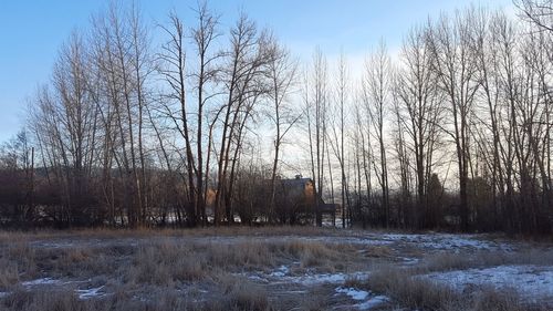 Bare trees on field against sky during winter