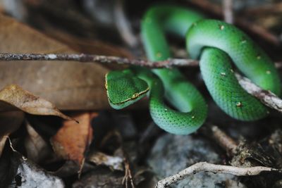 This is a typical species of the meratus mountains or kalimantan island