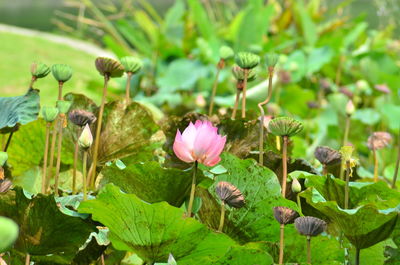 Close-up of pink lotus water lily