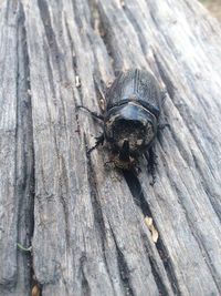 Close-up of insect on wood