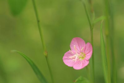 Close-up of pink flowers