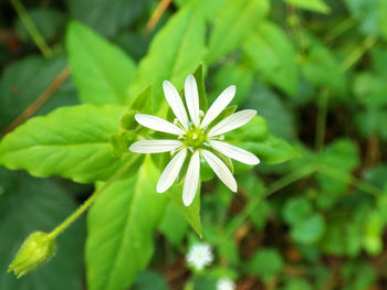 Close-up of flower blooming outdoors