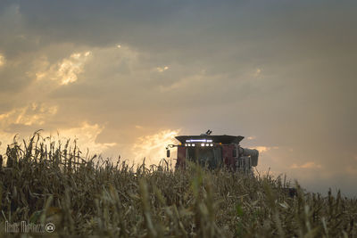 Plants growing on field against sky during sunset