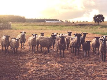 Flock of sheep grazing in field