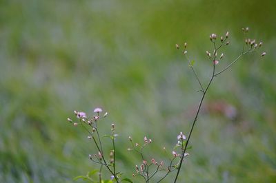 Close-up of flowers blooming outdoors