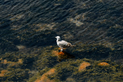 High angle view of bird on rock in sea