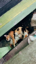 High angle view of a cat