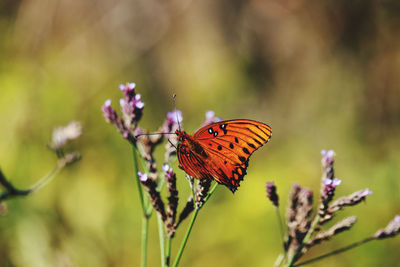 Close-up of butterfly pollinating on flower