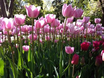 Close-up of pink crocus flowers