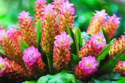 Close-up of pink flowering plants