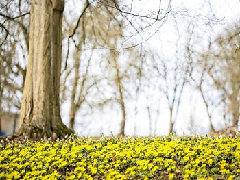 Yellow flowers on tree trunk