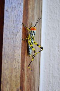 Close-up of insect on wall