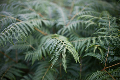 Close-up of fern leaves