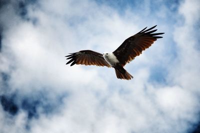 Low angle view of eagle flying against sky