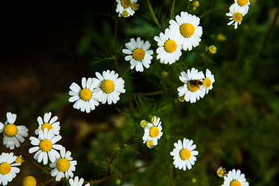 Close-up of white daisy flowers