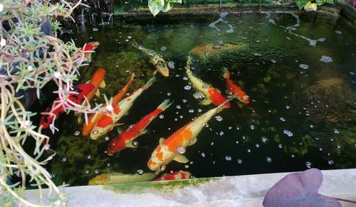 View of koi fish in sea