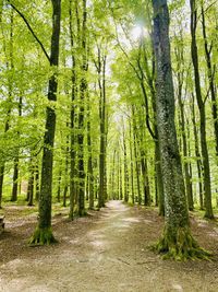 Walkway amidst trees in forest