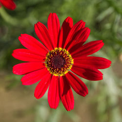 Close-up of red flower