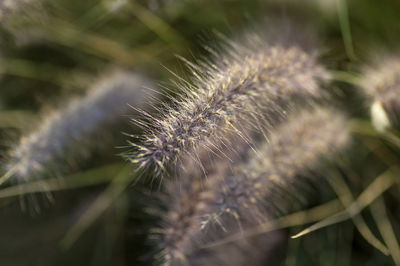 Close-up of dandelion on field