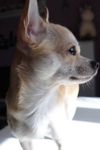 Close-up of dog at home