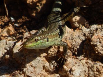 Close-up of lizard on rock