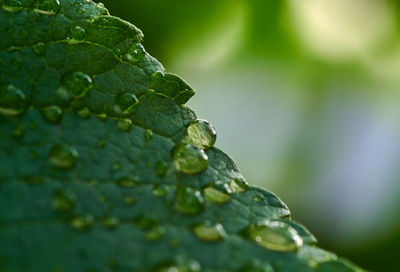 Close-up of raindrops on leaves