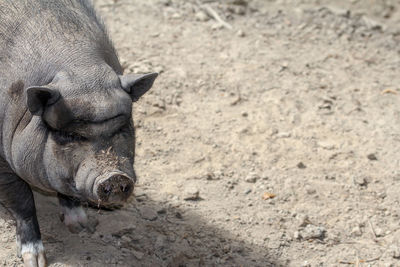 Close-up portrait of a pig