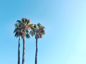 Low angle view of coconut palm tree against clear blue sky