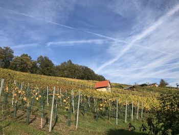 Scenic view of agricultural field against sky