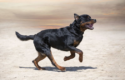 Dogs running on beach