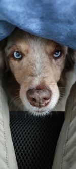 Close-up portrait of dog