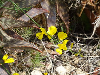 Close-up of yellow crocus blooming on field