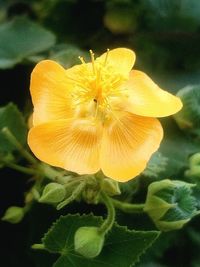 Close-up of flower against blurred background