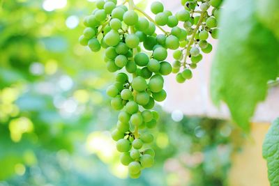 Close-up of grapes growing in vineyard