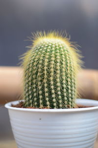 Close-up of cactus plant in pot