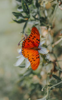 Close-up of butterfly pollinating on flower