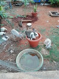 High angle view of a cat