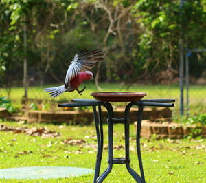 Close-up of bird flying by feeder in park