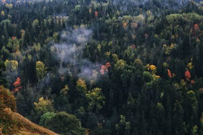 High angle view of trees in forest