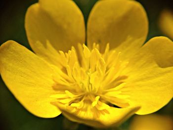 Close-up of yellow flower