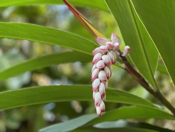 Close-up of flowering plant