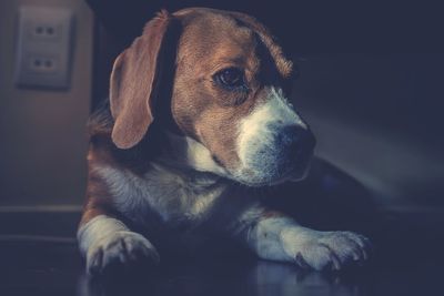 Close-up of dog looking away at home