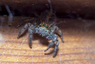 Close-up of spider on table